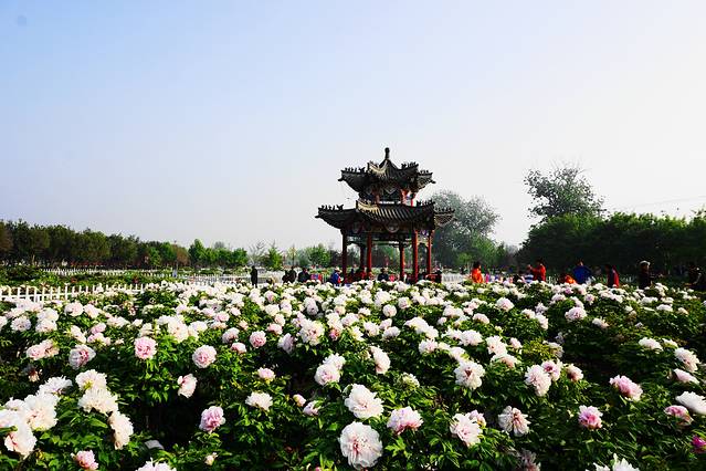 曹州牡丹园