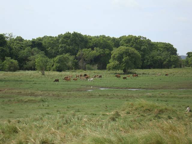 米内日亚国家公园
