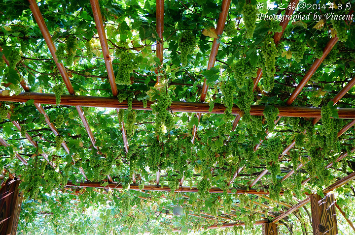 葡萄沟就是由好多条这样的葡萄长廊组成的,上面葡萄架遍布,葡萄藤蔓层