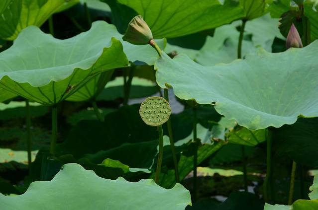 江门古劳水乡旅游区