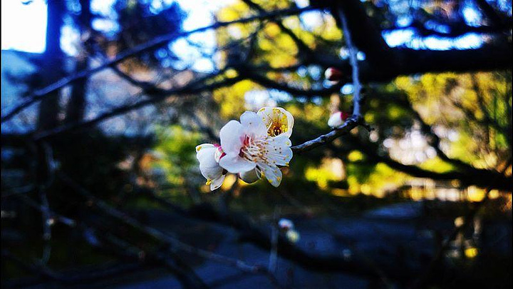 017名古屋城是德川三大家族之一的尾张德川家