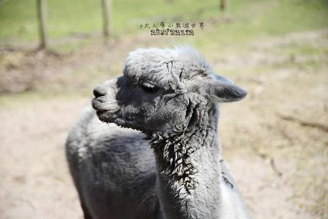 龙柏考拉保护区