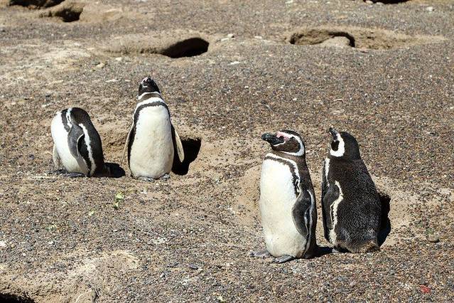 蓬通博企鹅保护区