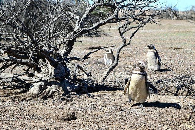 蓬通博企鹅保护区