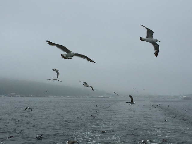 2017符拉迪沃斯托克是俄罗斯滨海边疆州首府