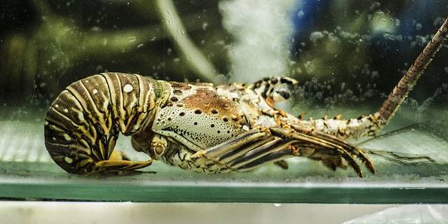 今天决定破费一把吃个龙虾!