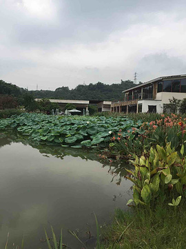 张坝桂圆林旅游景点攻略图