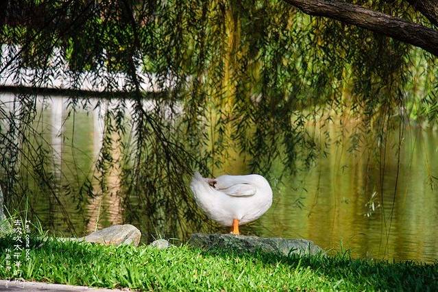 大湖公园 (防灾公园）