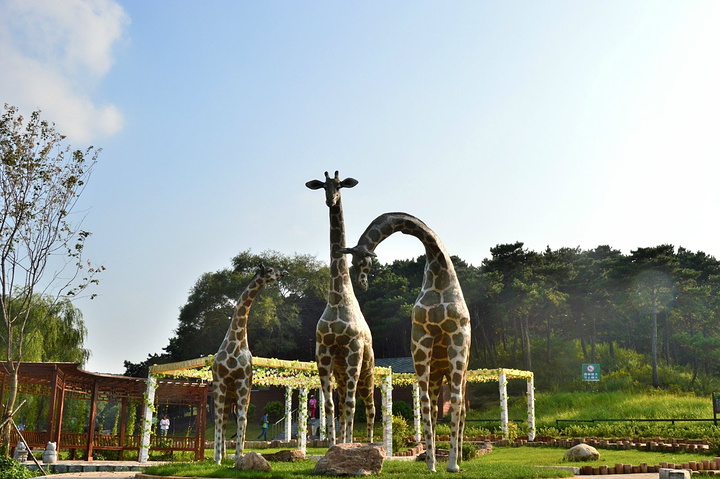 继续前行,前面有什么惊喜的动物呢_沈阳森林动物园"的评论图片