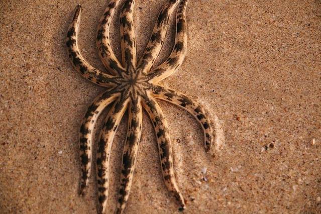 印象中的海星,是五角形状的,这个物体脚也太多了.