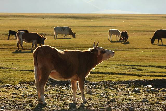 巴音布鲁克景区