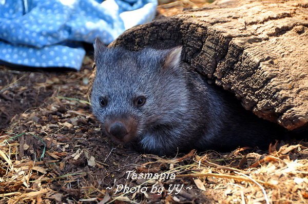 波诺朗野生动物保护区