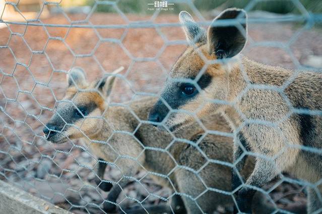 华勒比野生动物园