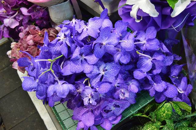 斯威特花卉市场