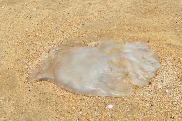 巨大的死海蜇,有40*50cm大,询问村民,说是因为海蜇靠沙滩太近,被沙子