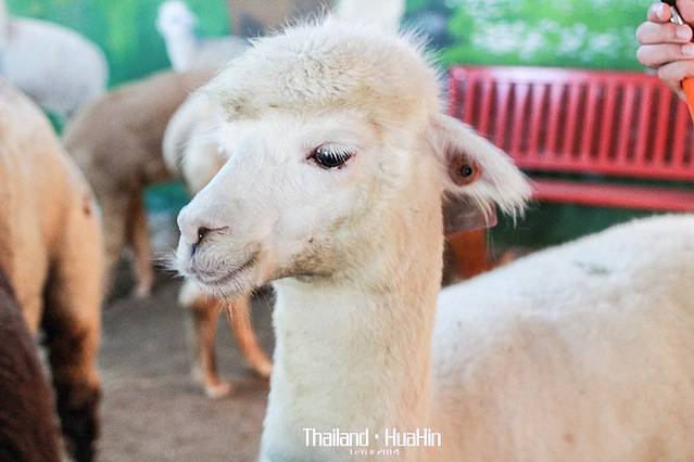 芭提雅绵羊农场