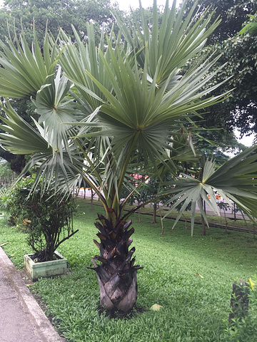 缅甸仰光2019GDP_缅甸仰光女