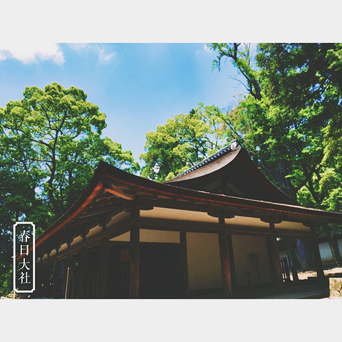 2021春日大社 藤原家族为其守护神修建的神社 3000座石灯见证着神社1300多年的历史 鹿是守护神的使者 Kasugataisha 评论 去哪儿攻略