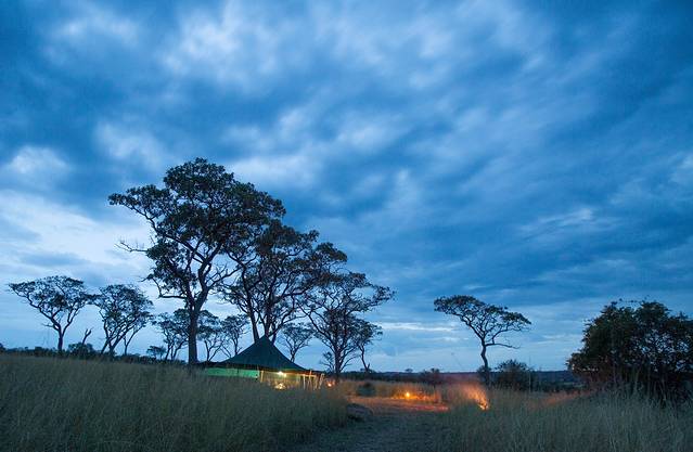 去坦桑尼亚,看非洲大草原最原始的动物世界