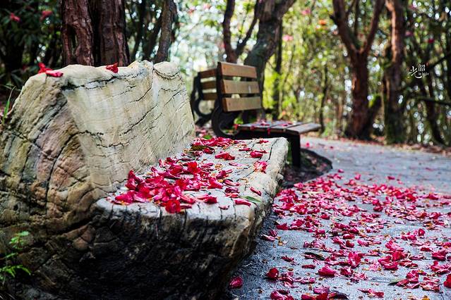 百里杜鹃风景区