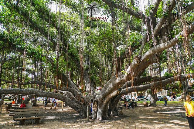 拉海纳的菩提树