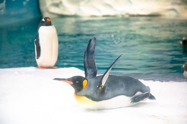 黄金海岸海洋世界