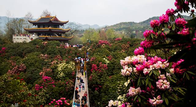 韶光--毕节百里杜鹃图记