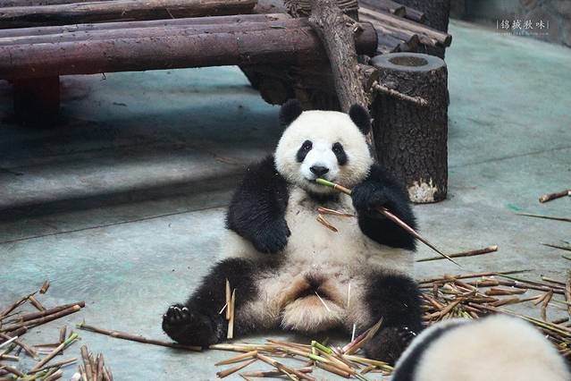 熊猫看起来特别可爱,或许正是因为这些拟人化的行为更增添了他们的萌