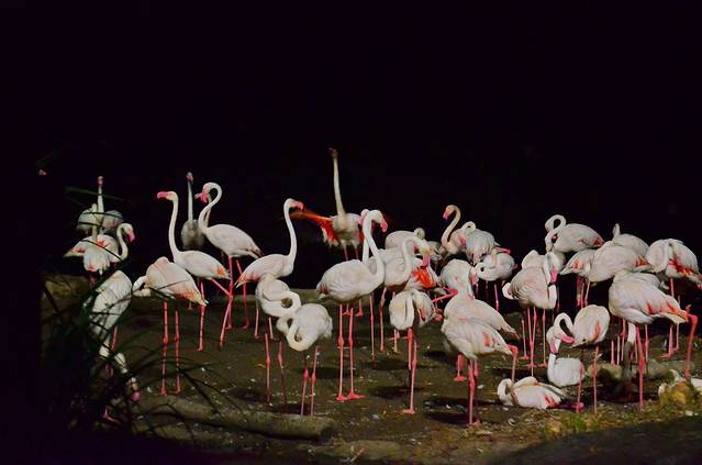 新加坡夜间野生动物园