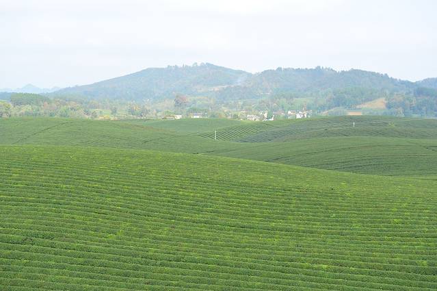 中国茶海景区(湄潭茶海)