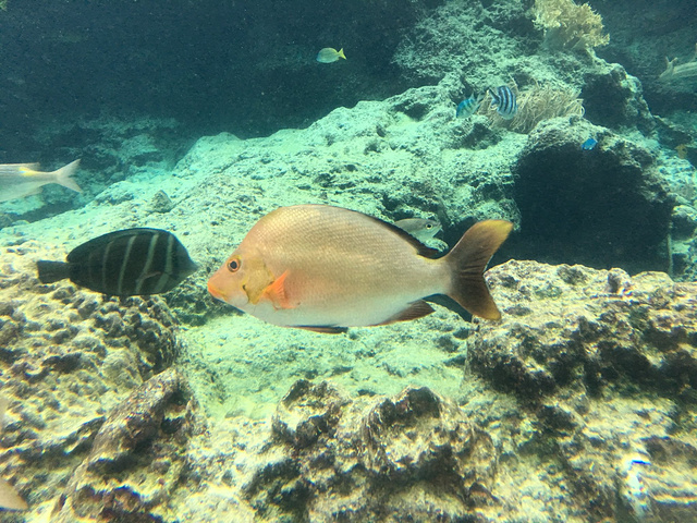 "冲绳美丽海水族馆【简介】冲绳美丽海水族馆是海洋博公园内设立的一座以“生动展现冲绳的神秘”为..._冲绳美丽海水族馆"的评论图片