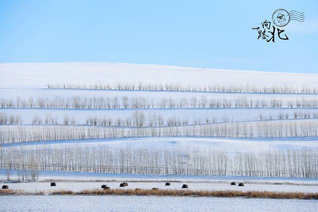 呼伦贝尔大草原