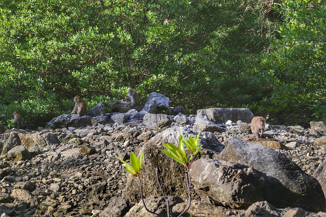 漂洋过海来看你,马来西亚天气晴_槟城旅游攻略