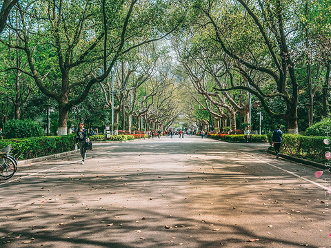 南京大学旅游景点图片