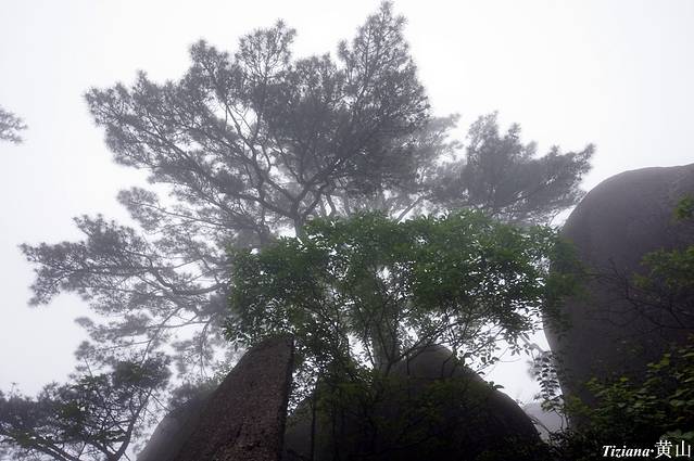 景点详情送客松送客松:在玉屏峰的道旁.