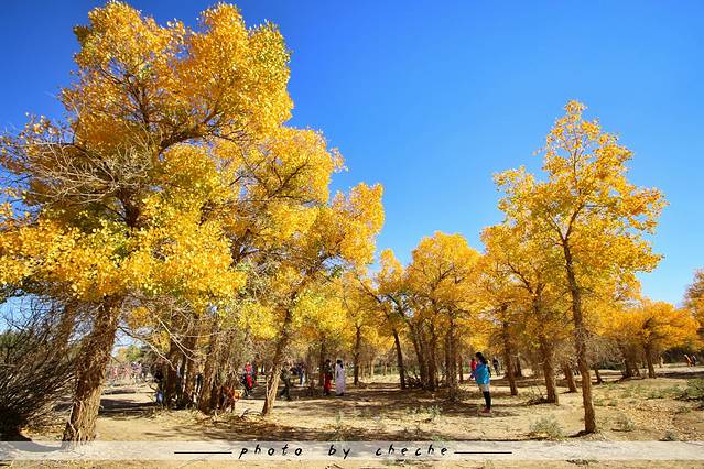 额济纳胡杨林旅游区
