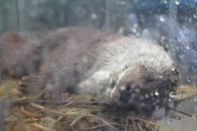 去东京看美少女战士,去镰仓找寻灌篮高手Ⅰ