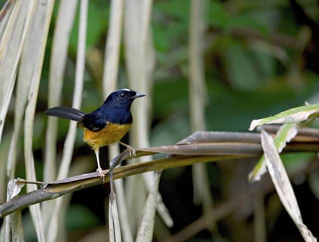 马来西亚生态摄影之旅:18天百幅摄影作品