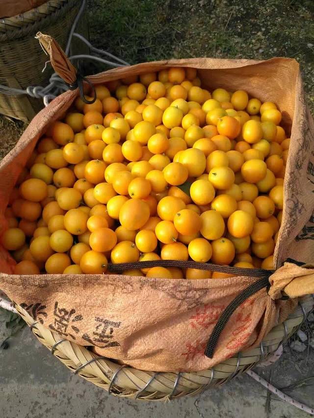 阳朔茶观园景区