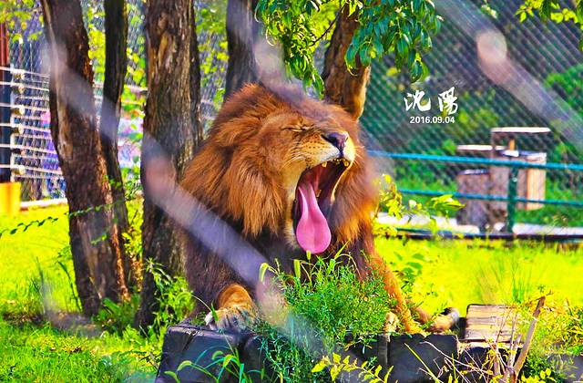 沈阳森林动物园