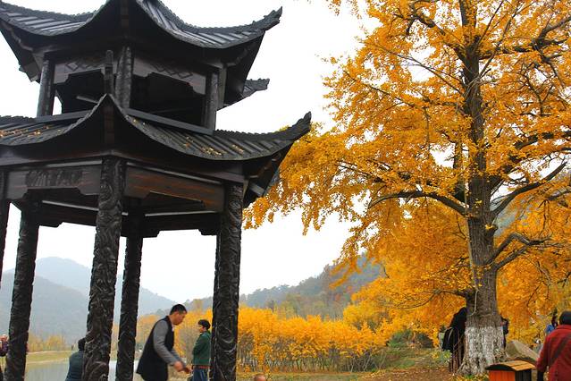 秋意浓 醉美不过银杏谷