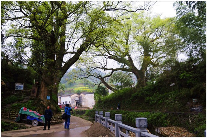 "与许多商业化的旅游景点相比，这里是纯粹的原生态，没有喧嚣，没有人群的熙熙攘攘，村子出奇的安静_芹川村"的评论图片