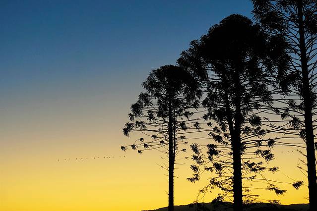 布罗姆菲尔德哈斯提斯沼泽