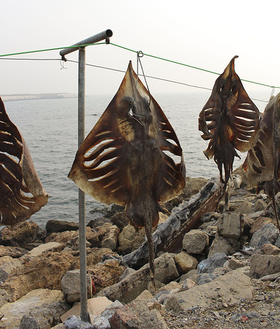 挂在海边晒干的鱼和难看的魔鬼鱼,可以想