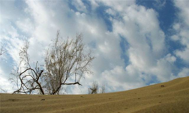 古尔班通古特沙漠