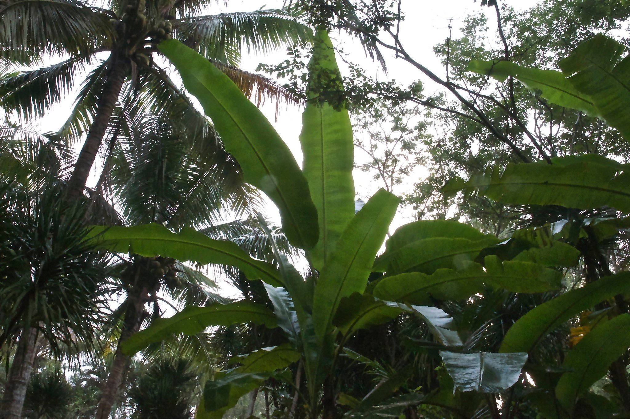 巴蕉树生机盎然