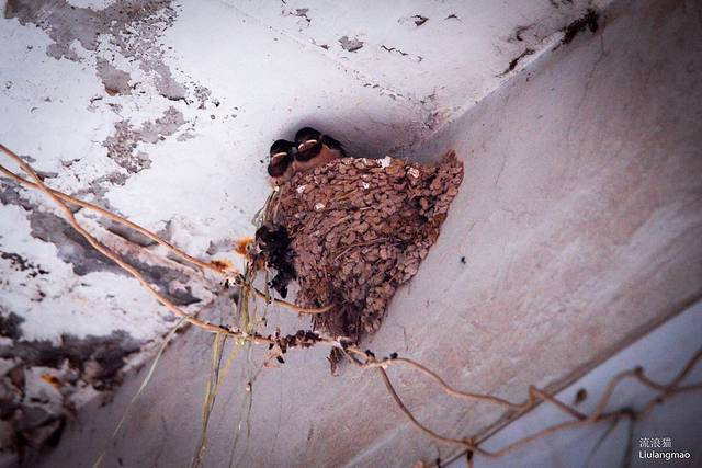 元帅林国家森林公园