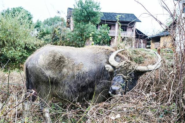龙湾国家湿地公园
