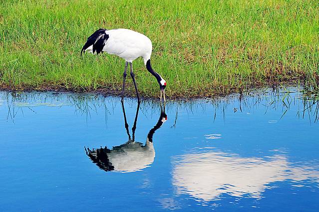 扎龙生态旅游区