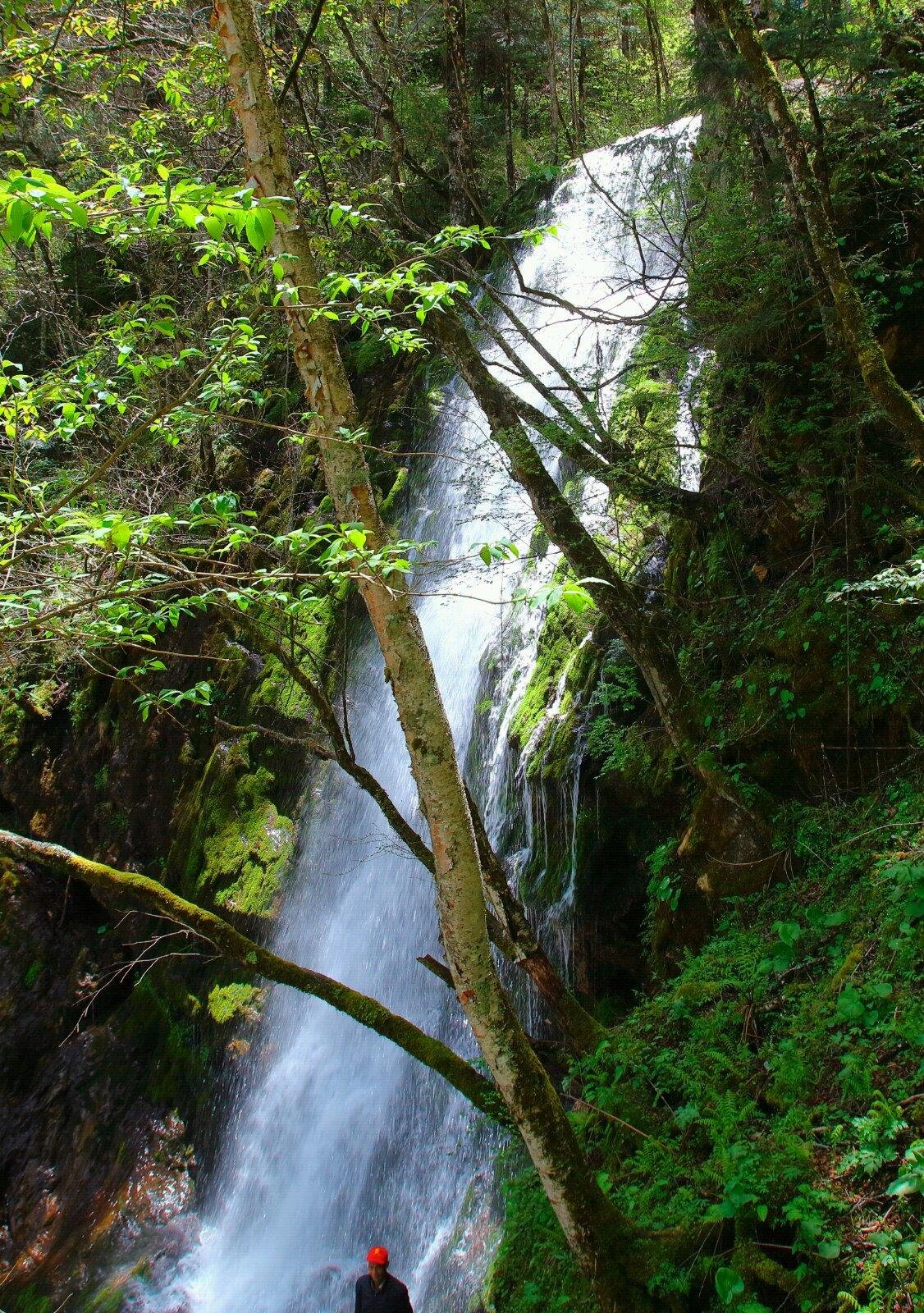 是从突崖峭壁中倾泻直落而是隐匿在曲径通幽的林木森
